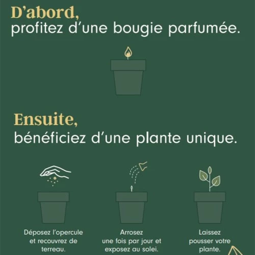 Drake Bougies Bougie 40h Bois D'olivier - Graines Thym 4 Drake Bougies Bougie 40h Bois D'olivier - Graines Thym – Image 2